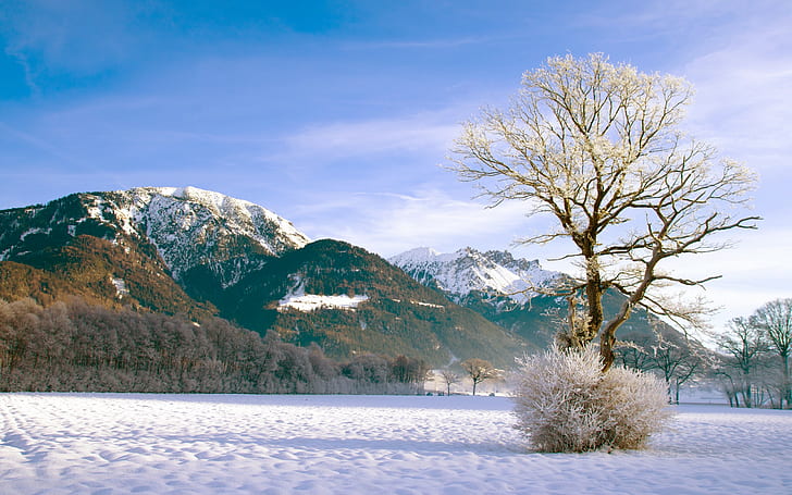 landscape, snow, winter, trees, frost, mountains, snowy mountain, HD wallpaper