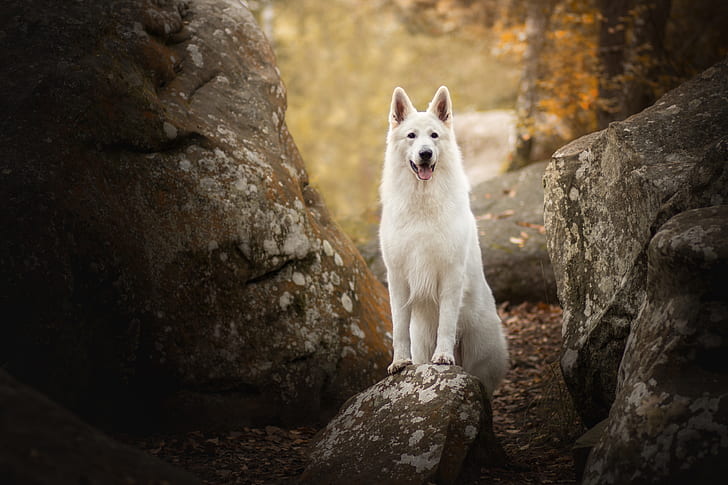 stones, dog, The white Swiss shepherd dog