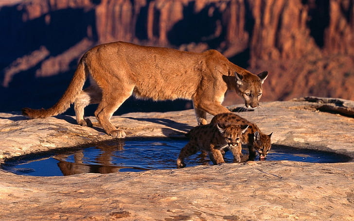 Mountain Lion Cougar Cub HD, animals, HD wallpaper