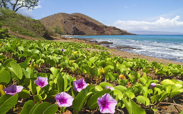 Hawaii Coast Flowers Sandy Beach Rocky Hills Ocean Waves Blue Sky Desktop Hd Wallpaper For Mobile Phones Tablet And Pc 3840×2400