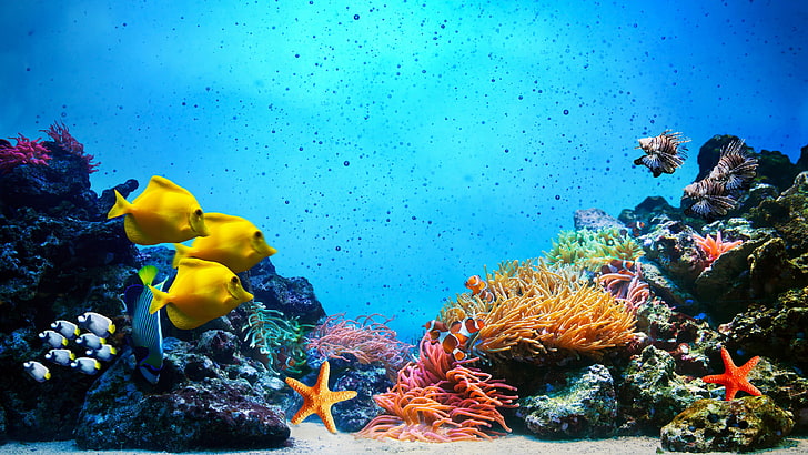 coral colour image, underwater, sea, undersea, sea life, animal, HD wallpaper
