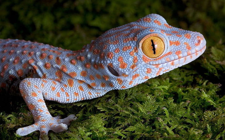 orange and gray gecko, animals, nature, yellow eyes, skin, macro, HD wallpaper