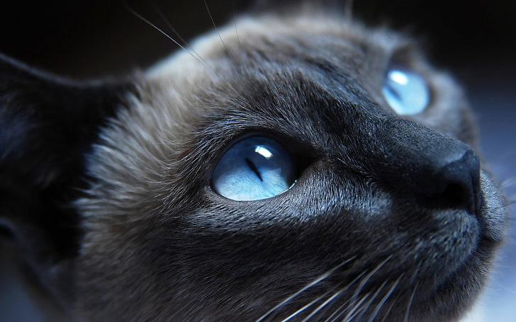 Himalayan cat, siamese, blue eyes, muzzle, beautiful, close-up, HD wallpaper