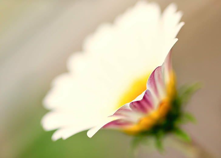 selective focus photo of white Daisy flower, daisy, flower  flower, HD wallpaper