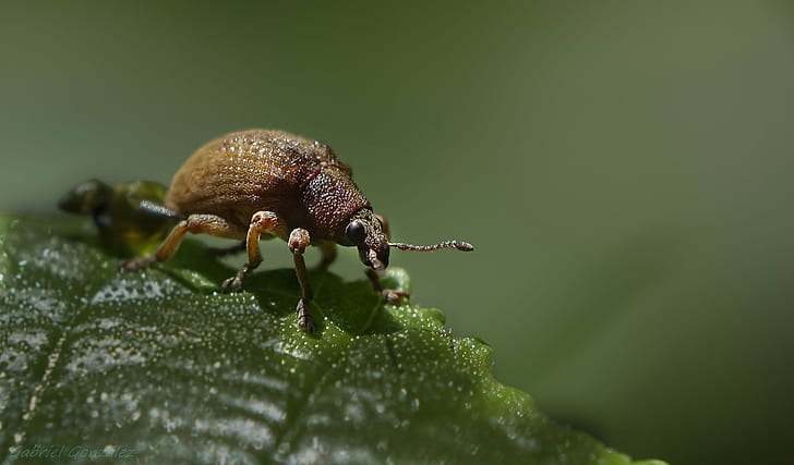 close up shot of brown beetle, Explore, Sony, RX, macro, nature, HD wallpaper
