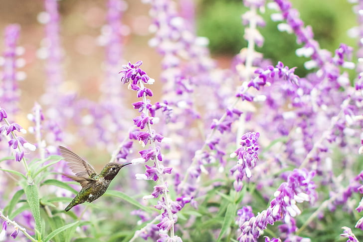 selective focus photography of humming bird near purple petal flower, HD wallpaper