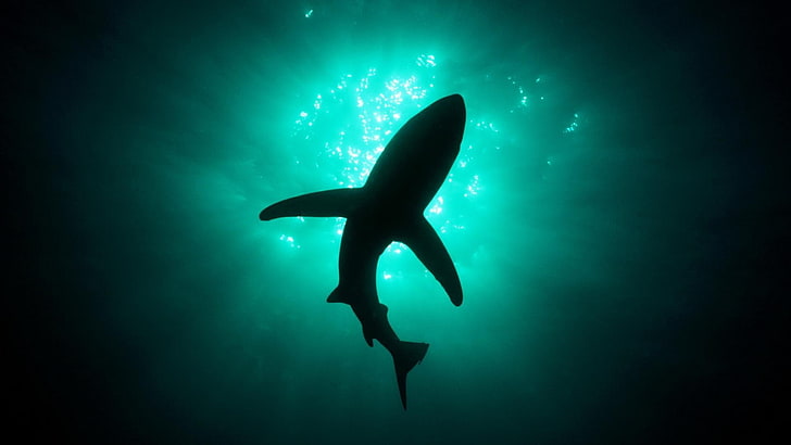 gray shark, animals, sea, natural light, underwater, undersea, HD wallpaper