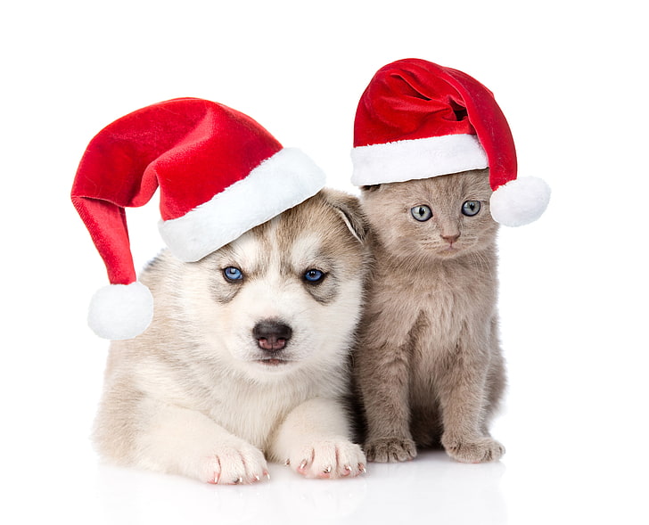 short-haired cat cat and husky puppy, kitty, hat, New year, Christmas, HD wallpaper