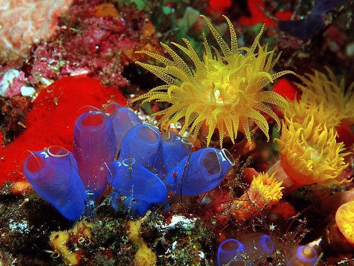 sea anemones, coral, underwater, animal themes, animals in the wild