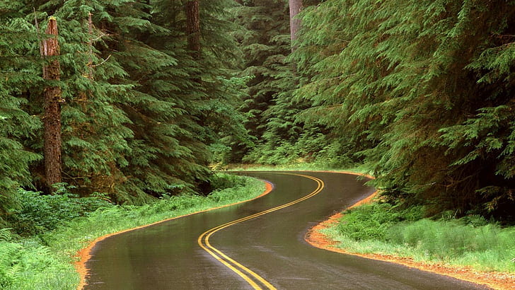 Rain On A Road In Olympic Np Washington, forest, winding, nature and landscapes