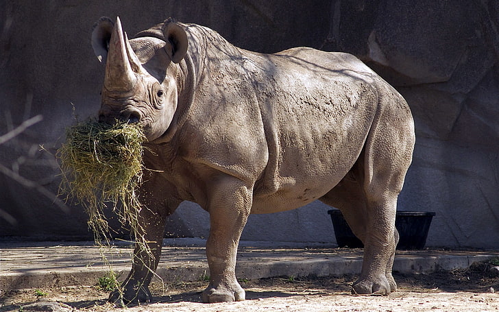 gray rhinoceros, gray rhino, animals, wildlife, mammal, nature, HD wallpaper