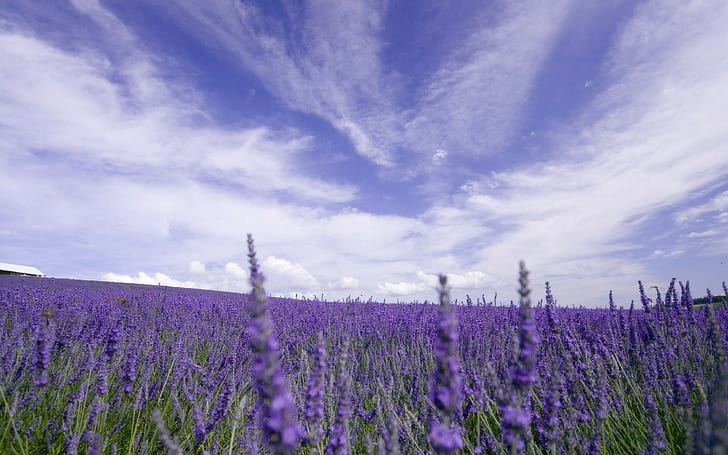 nature, flowers, lavender, purple flowers, field, Provence, HD wallpaper