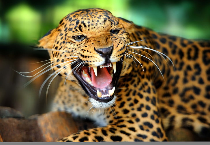 brown and black leopard wallpaper, wild cat, growl, snarl, rage