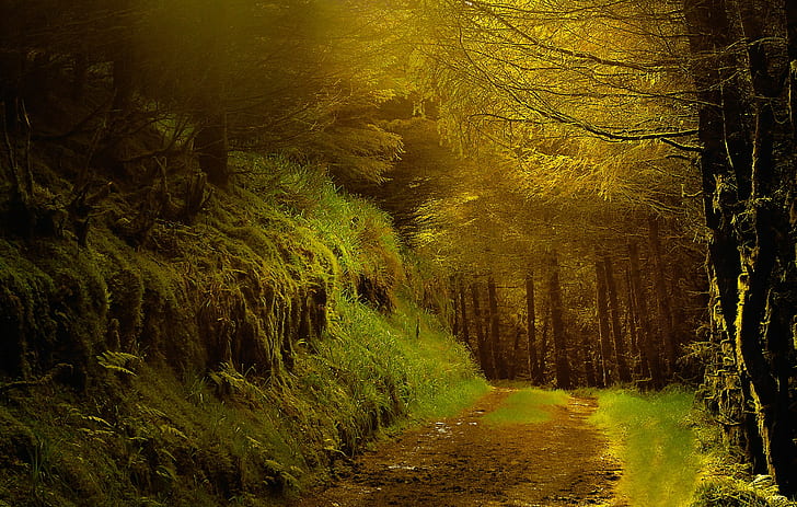 nature, path, trees, HD wallpaper
