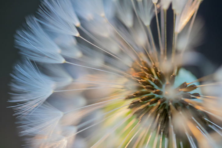 closeup photography of white Dandelion, dandelion, up close, flower, HD wallpaper