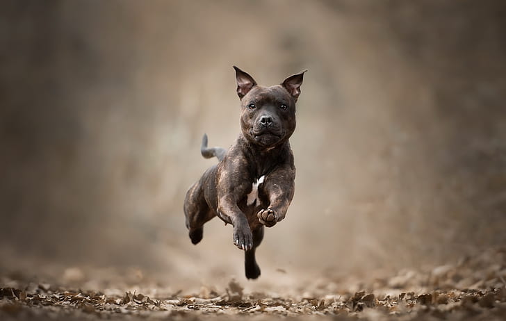 Dogs, Bull Terrier, Depth Of Field, Pet, Staffordshire Bull Terrier, HD wallpaper