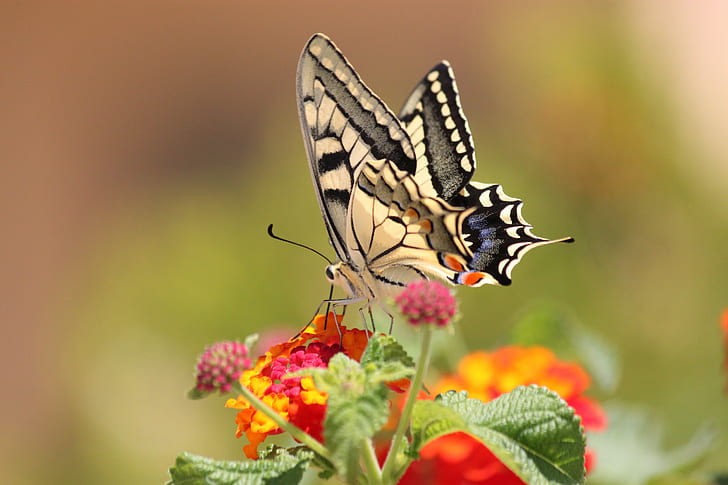 selective focus photography of white and gray butterfly on top of pink and yellow flowers, butterfly