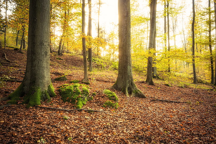 green trees, Bodetal, Canon, Harz, Herbst, Oktober, 6d, wood, HD wallpaper