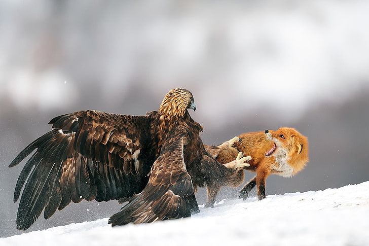 brown eagle and fox, animals, fighting, snow, golden eagles, birds