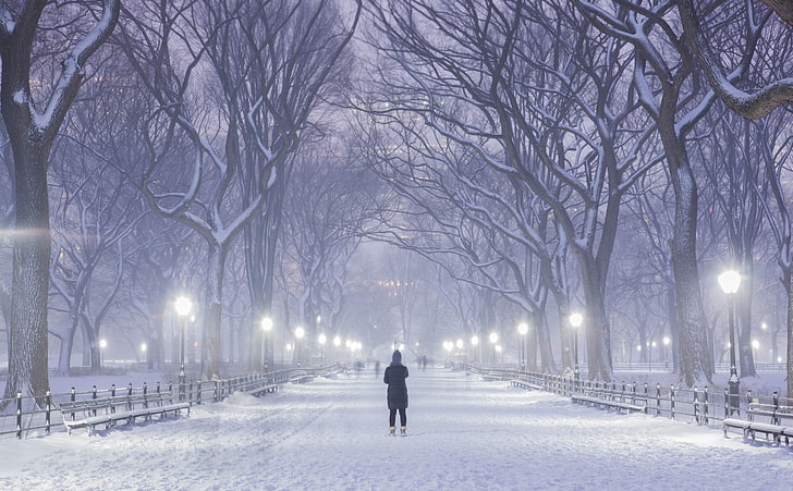 Central Park, New York City, Winter Background, black bare trees, HD wallpaper