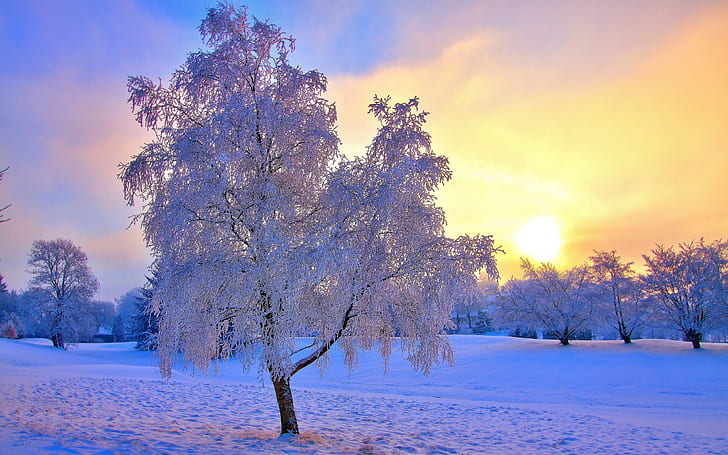 HD wallpaper: Winter snow trees, frost, sky, sun, mist | Wallpaper Flare