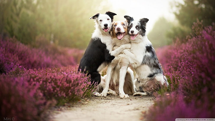 three adult white, brown, and black border collie, animals, dog