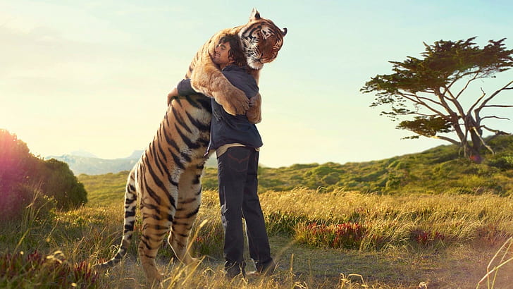 HD wallpaper: Tiger, Guy, Hugs, Meeting, Situation, mammal, animal themes |  Wallpaper Flare