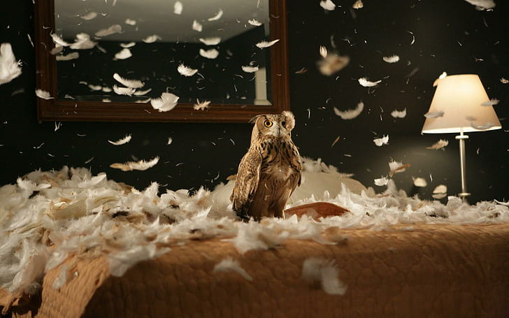 owl, bird, predator, bedding, feathers, brown and black eagle, HD wallpaper