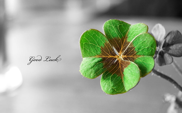 Lucky charm 1080P, 2K, 4K, 5K HD wallpapers free download | Wallpaper Flare