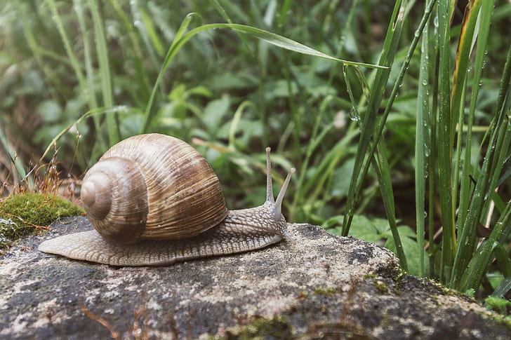 wildlife photography of Snail on rock, slug, tier, animal, haus, HD wallpaper