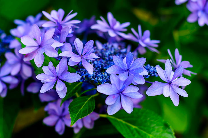 close-up photography of purple petaled flower, Japanese, Hydrangea, HD wallpaper