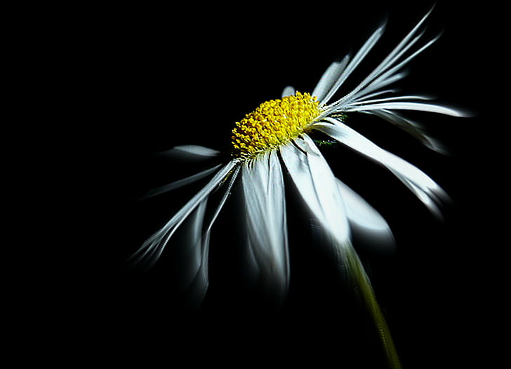 white daisy flower photo with black background, nature, close-up, HD wallpaper
