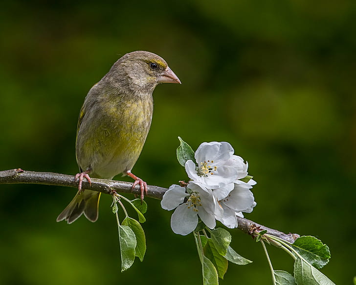 green and gray bird on tree brunch, greenfinch, apple tree, greenfinch, apple tree, HD wallpaper