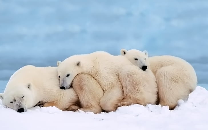 Polar Bear Family Grown Cubs Heating Each Other Animal Wallpaper Hd