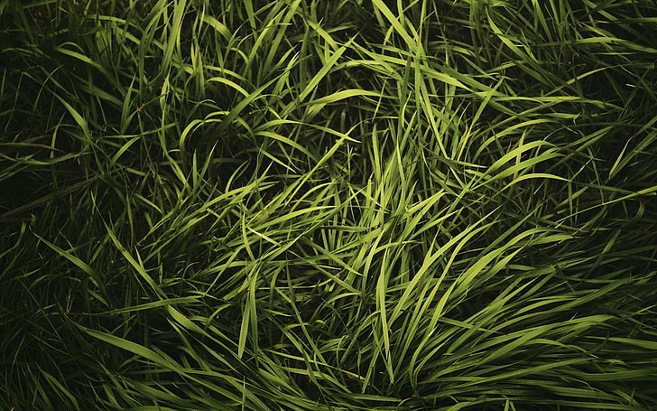 green leaves, nature, grass, backgrounds, green Color, freshness