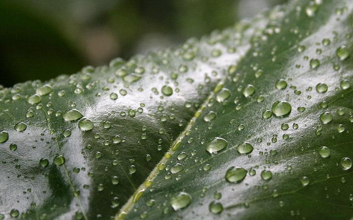 green leaf, drop, dew, moisture, nature, plant, green Color, wet, HD wallpaper