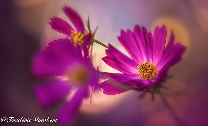 close up photo of a purple flower, life, cosmos, color, red  light, HD wallpaper