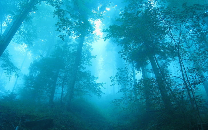Blue forest, fog, trees, dawn, HD wallpaper