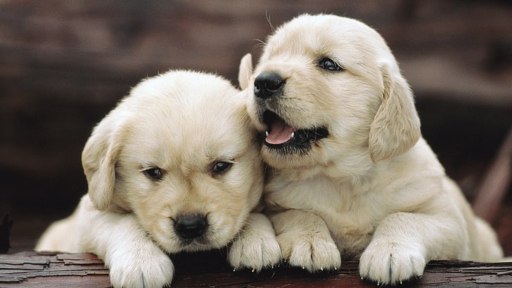 two yellow Labrador puppies, couple, playful, kids, dog, pets