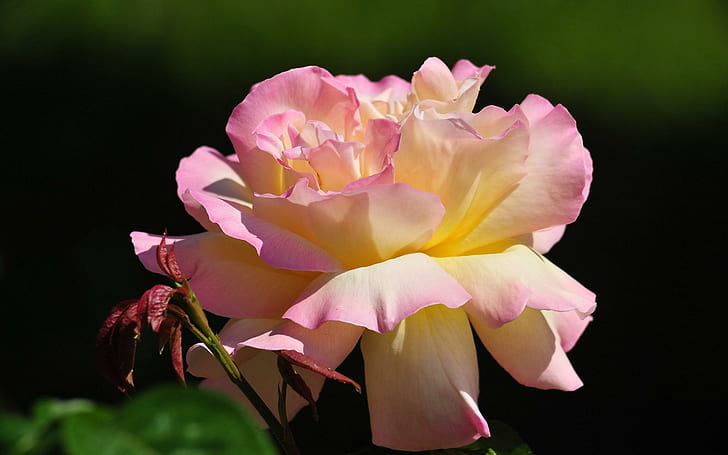 A Pink Rose For My Dear Friend, Lena, nature, dendrarium, flowers, HD wallpaper