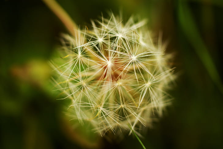 macro photography of dandelion, dandelion, nature, countryside, HD wallpaper