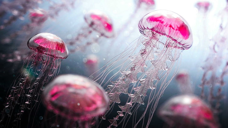 jellyfish, pink, aquatic organisms, animals, HD wallpaper