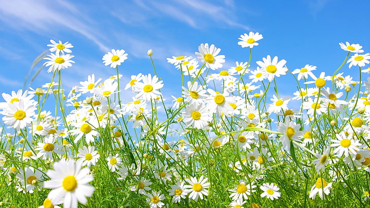 flower, spring, plant, pollen, floral, summer, blossom, garden, HD wallpaper