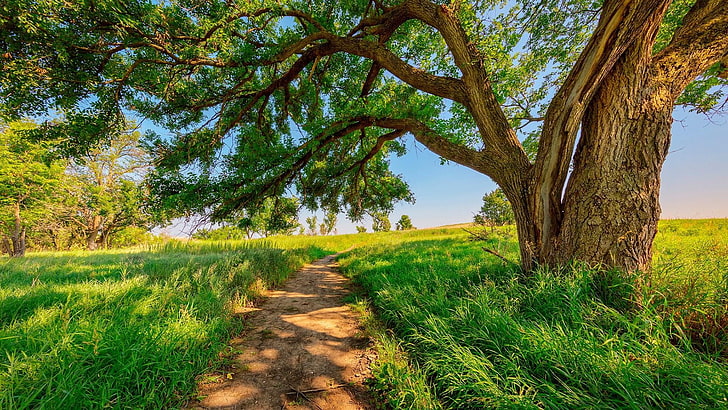 tree, nature, countryside, path, sunshine, sunny day, grassland, HD wallpaper