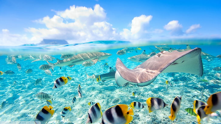 Bora Bora, fish, sea, split view, Stingray, HD wallpaper