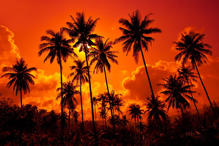 coconut trees, the sky, water, clouds, landscape, nature, beautiful