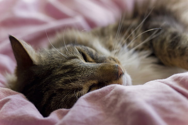 photo of laying brown tabby cat, Cuddles, blanket, soft, cuddling, HD wallpaper