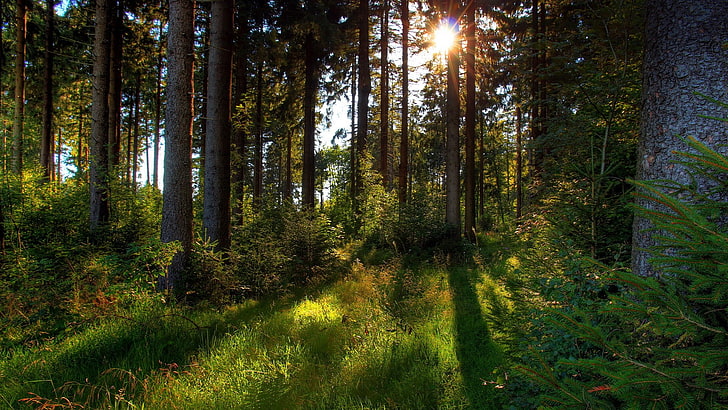 widescreen nature  high resolution 1920x1080, plant, tree, forest