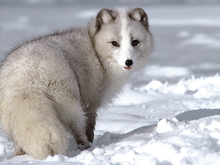 gray wolf, fox, snow, winter, animal, sled Dog, arctic, mammal, HD wallpaper