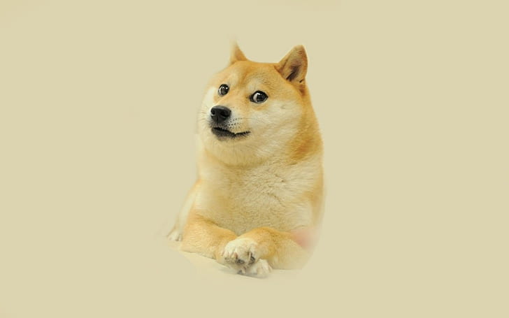 Doge Wallpaper Android